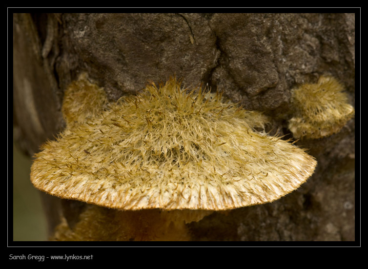 L''ultimo (per ora) (Trametes trogii)