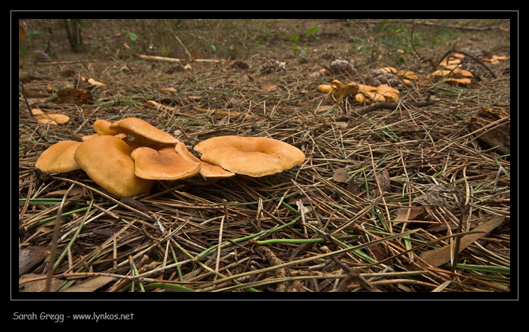 Clitocybe (plurale)?