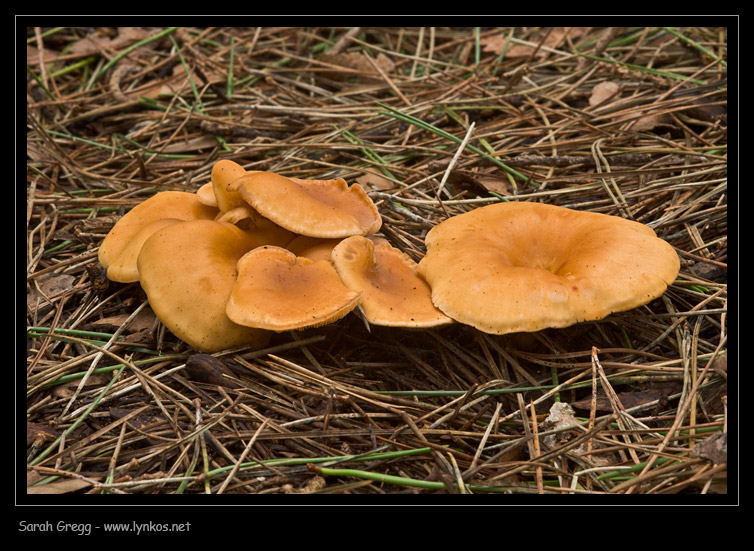 Clitocybe (plurale)?