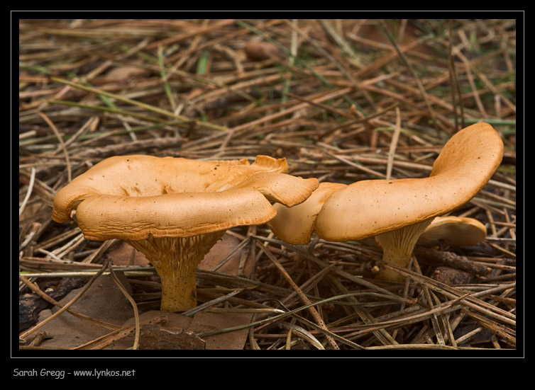 Clitocybe (plurale)?