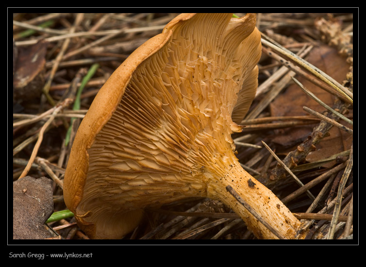 Clitocybe (plurale)?
