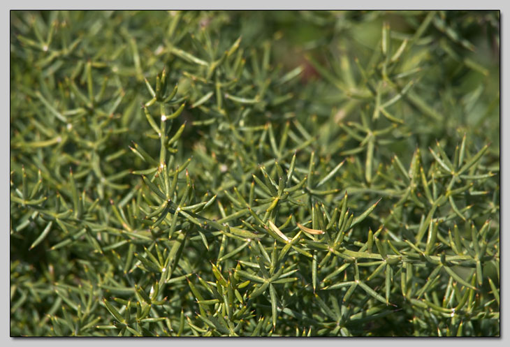 Asparagus aphyllus / Asparago marino