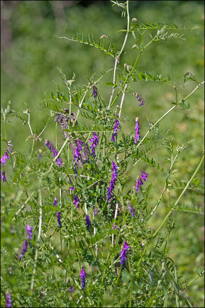 Crisi di Vicia... la V. cracca?