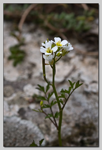 Brassicaceae della Majella!!!