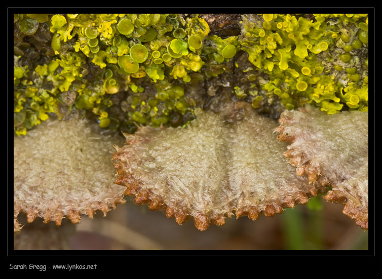 Schizophyllum commune fra il lichene (su legno di pioppo)