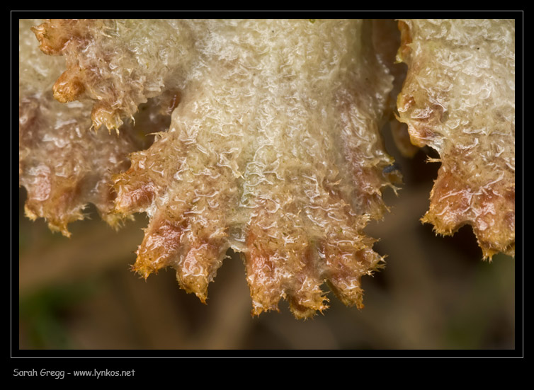 Schizophyllum commune fra il lichene (su legno di pioppo)