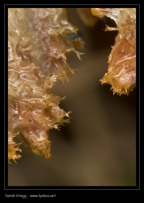 Schizophyllum commune fra il lichene (su legno di pioppo)