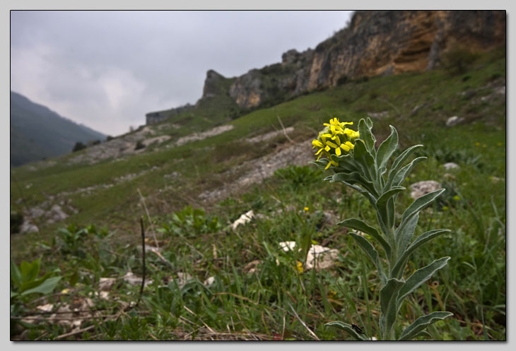 Brassicaceae della Majella!!!