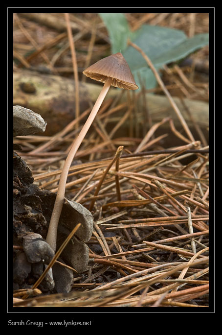 Una manciata di Mycena