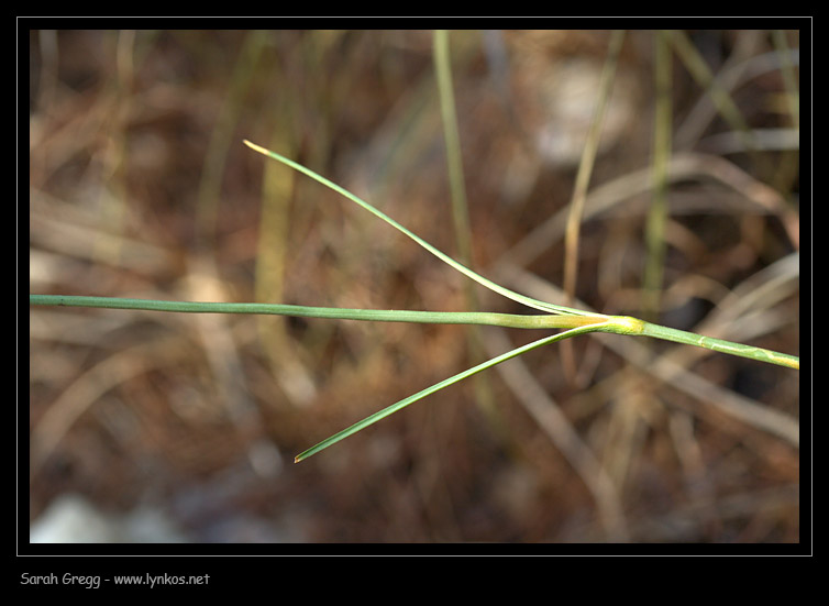 Dianthus ciliatus / Garofano cigliato