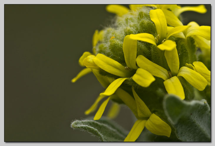 Brassicaceae della Majella!!!