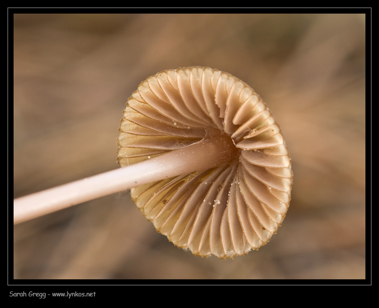 Una manciata di Mycena