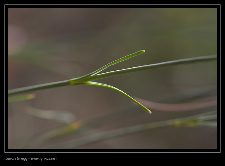Dianthus ciliatus / Garofano cigliato