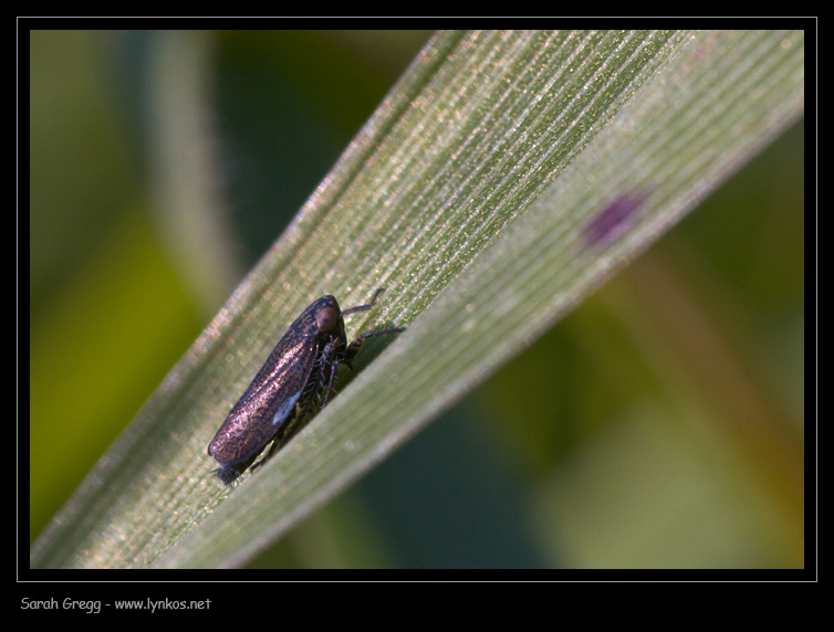 Chiedo conferma per Eupelix cuspidata