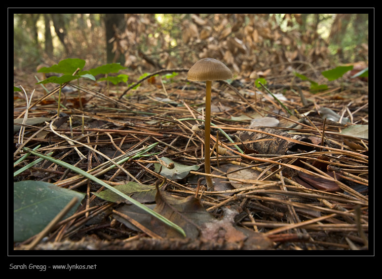 Una manciata di Mycena