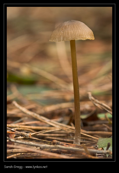 Una manciata di Mycena