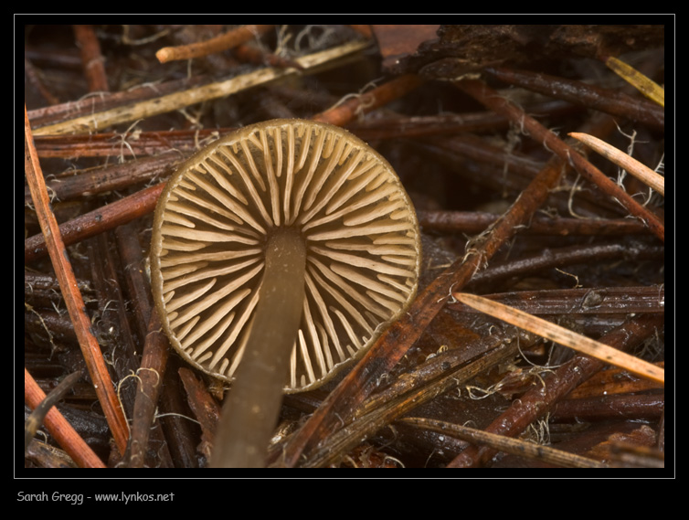 Una manciata di Mycena