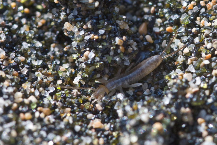 Diplura della sabbia? No. Forse neanide di Labidura riparia