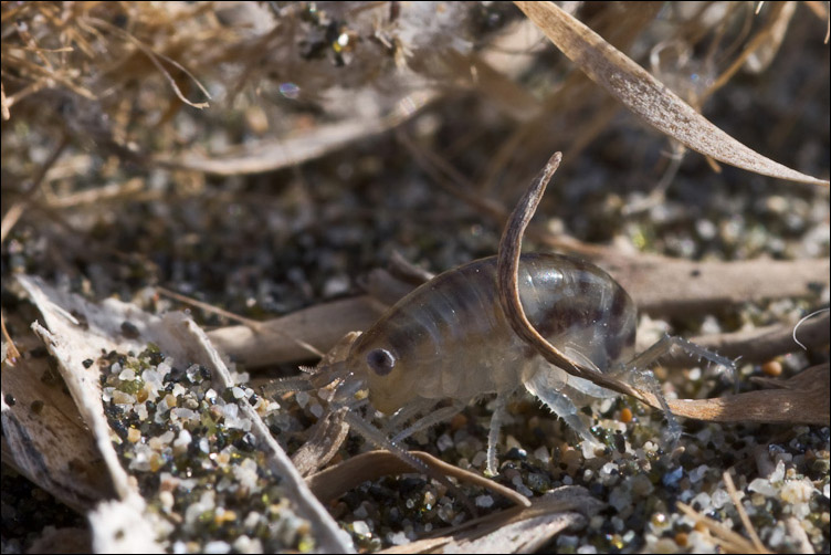 Talitrus sp.
