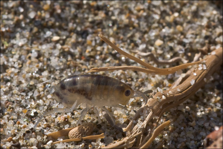 Talitrus sp.