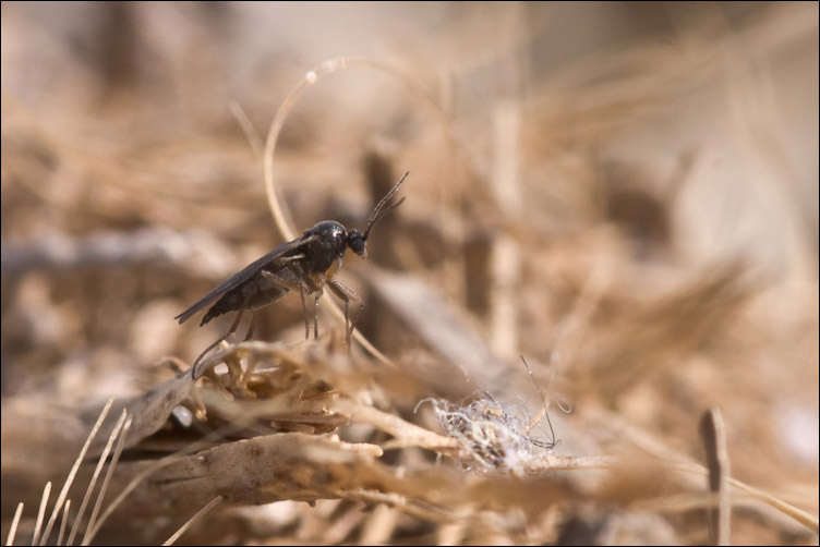 Dittero Sciaridae?