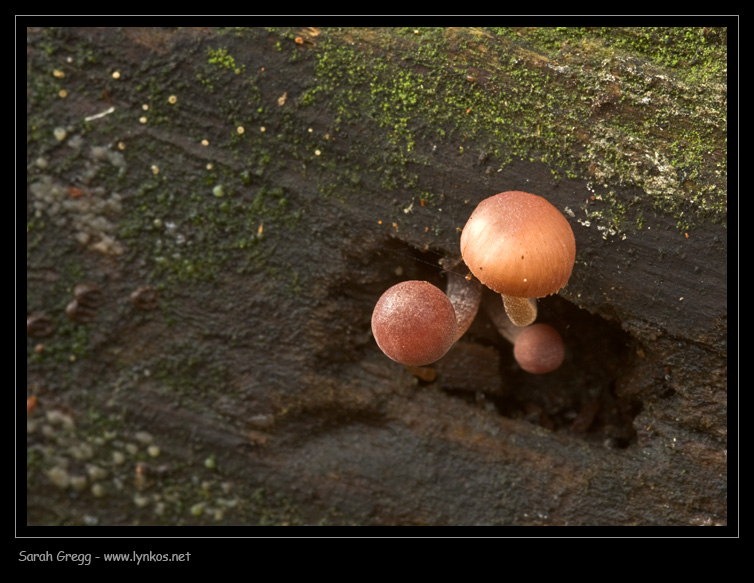 Una manciata di Mycena