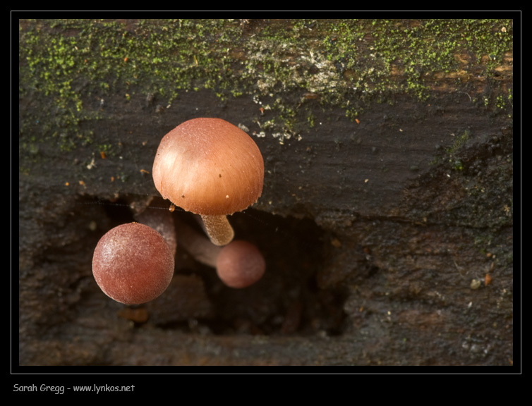 Una manciata di Mycena