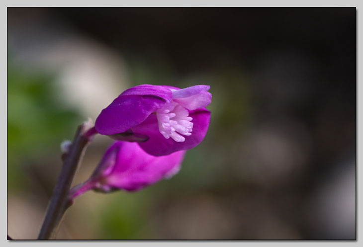 Polygala sp. dalla Majella