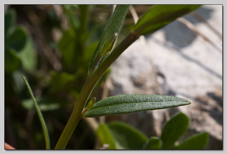 Polygala sp. dalla Majella