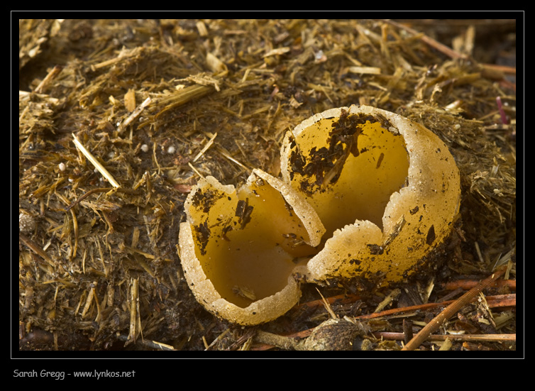 Peziza sull''escremento (Peziza sp. + Humaria)