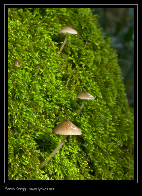 Una manciata di Mycena