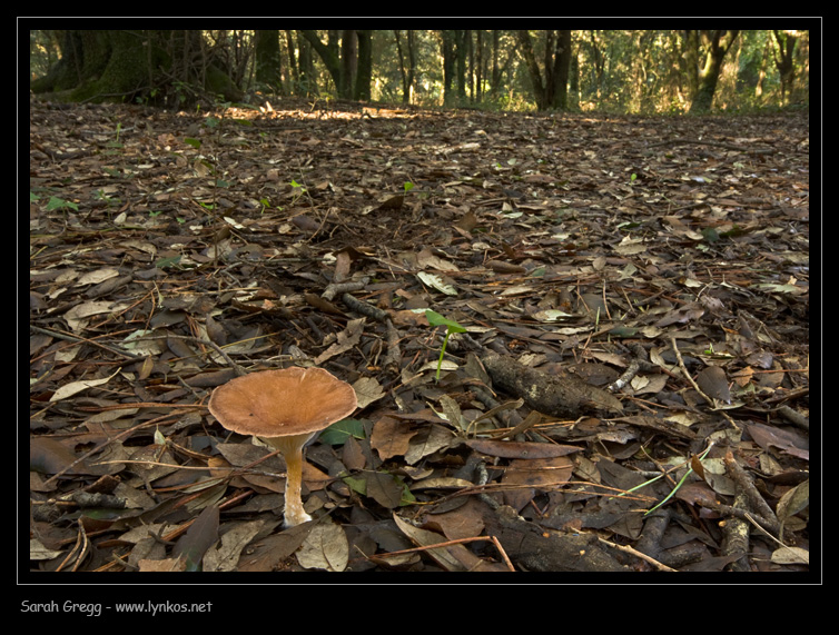 Clitocybe (plurale)?