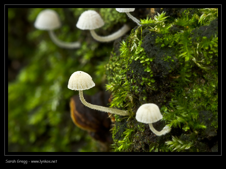 Una manciata di Mycena