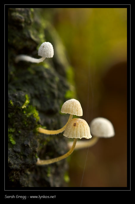 Una manciata di Mycena