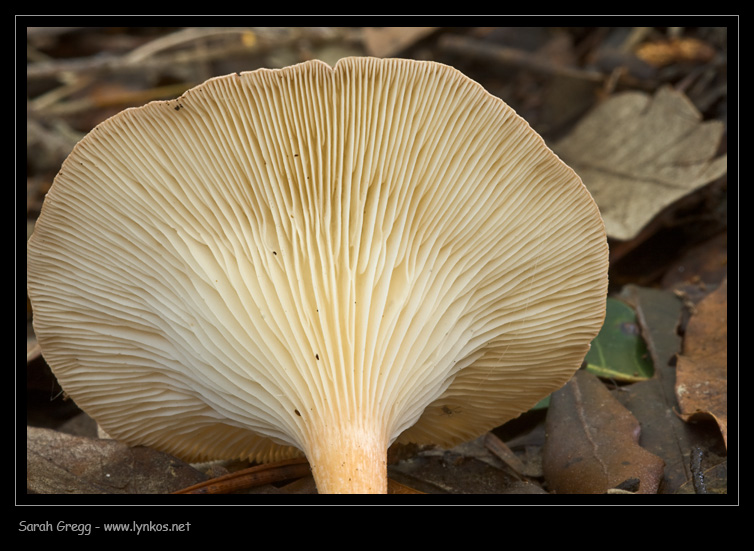 Clitocybe (plurale)?