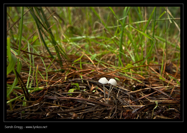Una manciata di Mycena