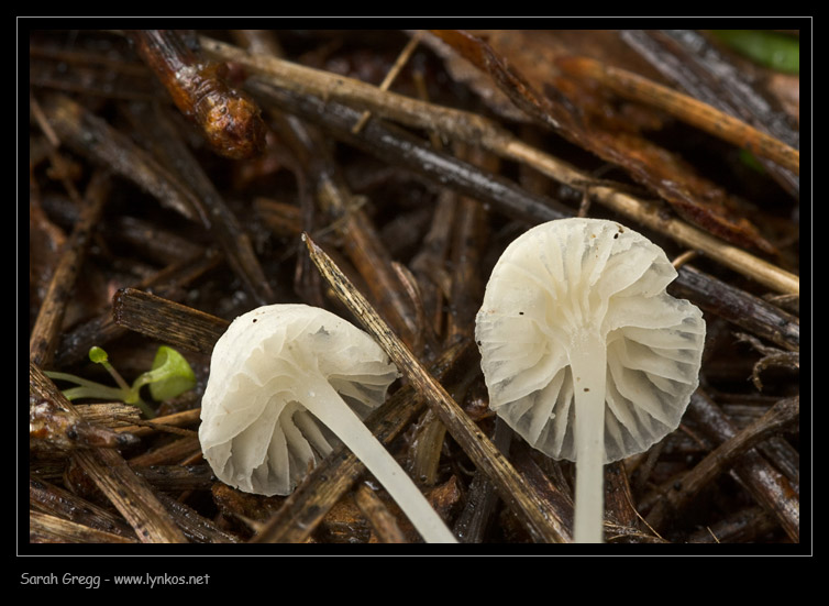 Una manciata di Mycena