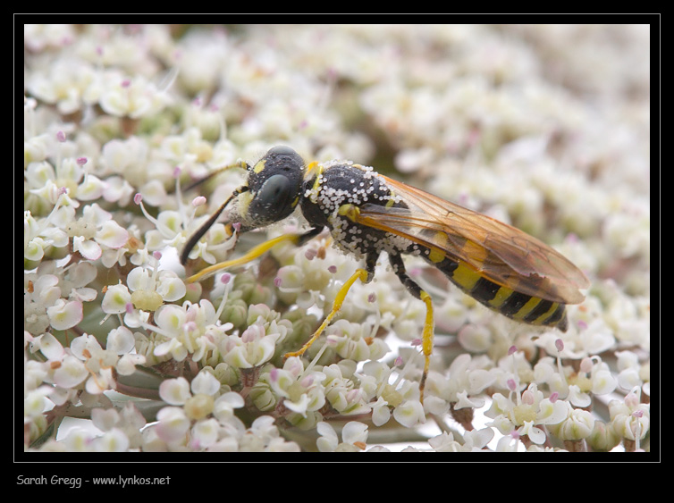 Phylanthus coronatus e altro imenottero