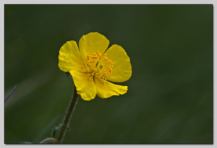 Helianthemum forse nummularium?