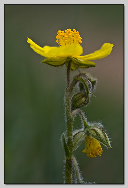 Helianthemum forse nummularium?