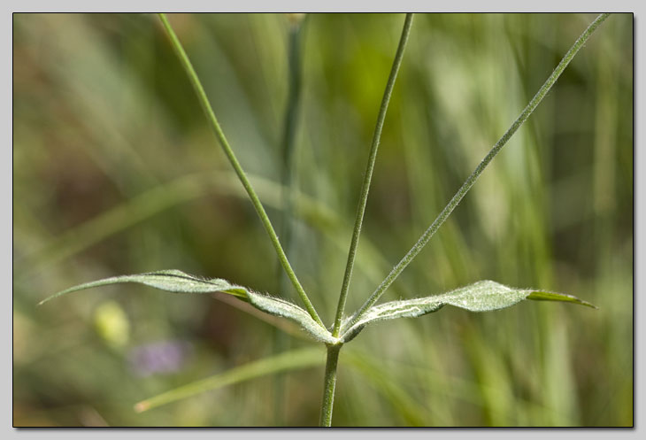 Knautia integrifolia?