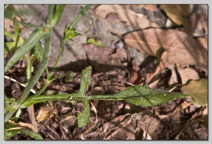 Knautia integrifolia?