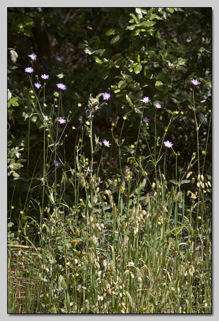 Knautia integrifolia?