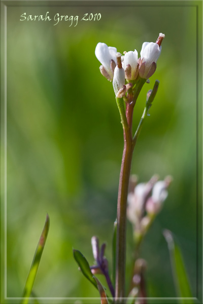 Cardamine hirsuta
