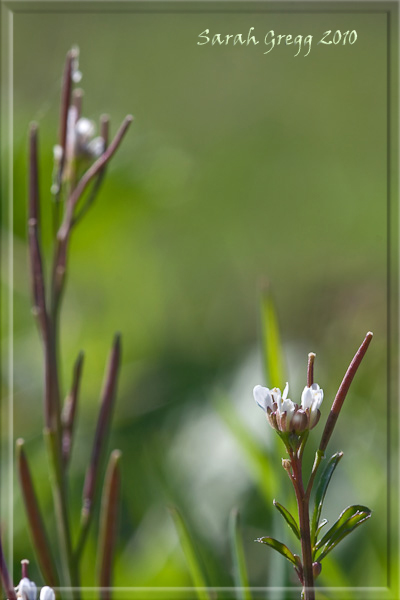 Cardamine hirsuta
