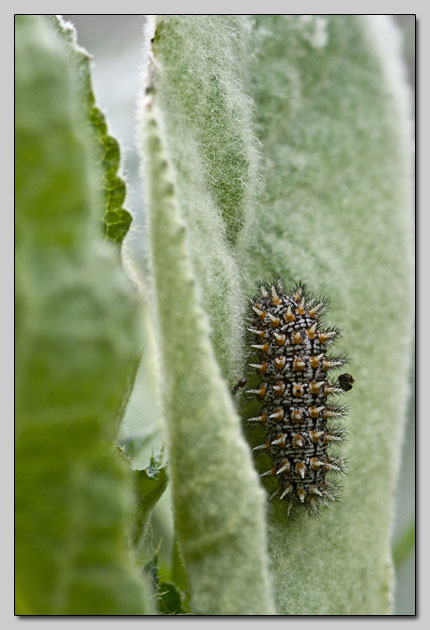 Bruco di Melitaea (?) con vista - Melitaea trivia