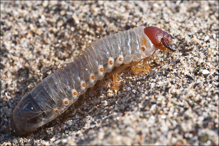 Larva di... Scarites forse? No, Scarabeidoidae