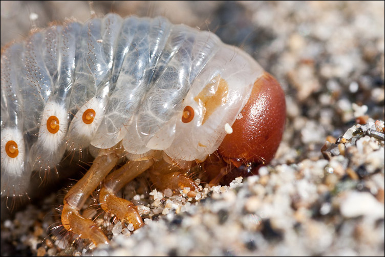 Larva di... Scarites forse? No, Scarabeidoidae