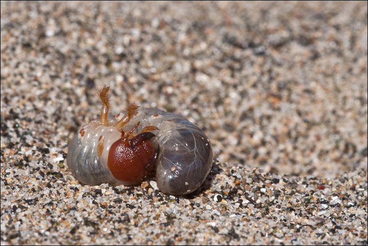 Larva di... Scarites forse? No, Scarabeidoidae