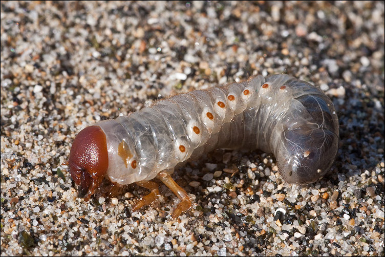 Larva di... Scarites forse? No, Scarabeidoidae